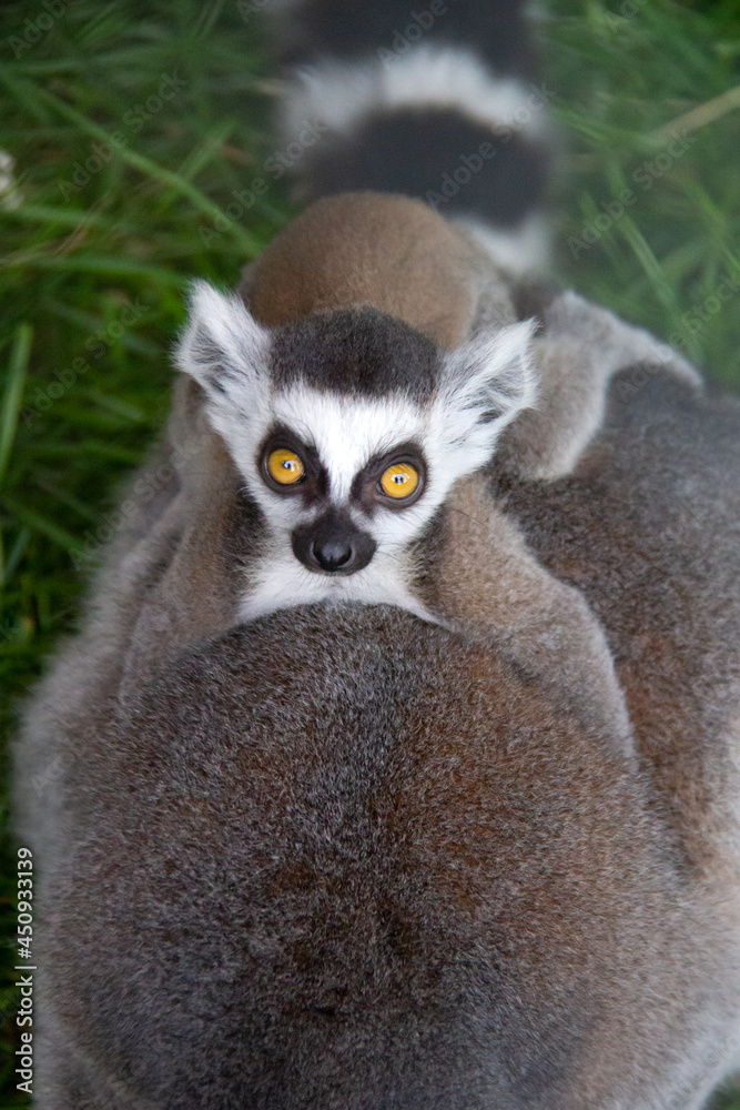 Obraz premium baby lemur on the back of his mother
