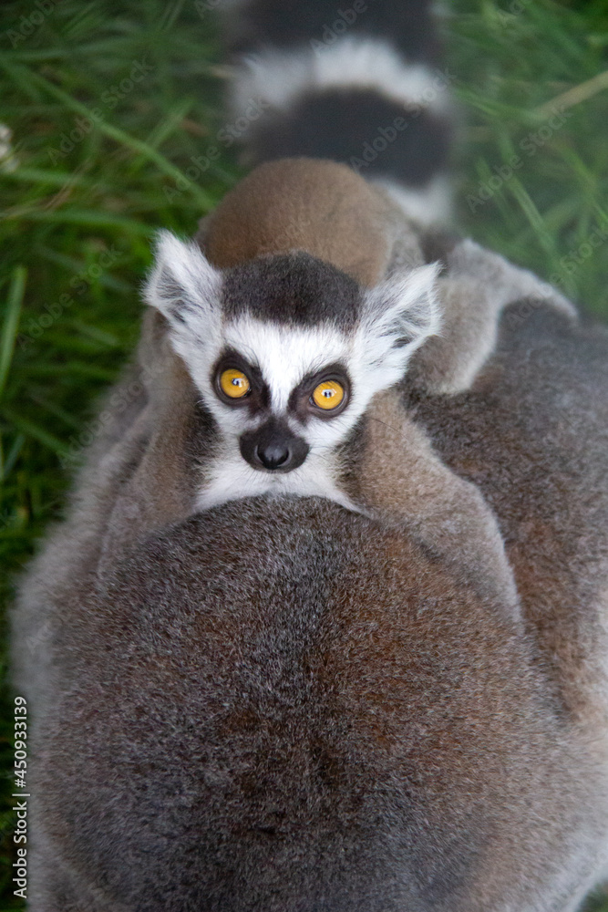 baby lemur on the back of his mother