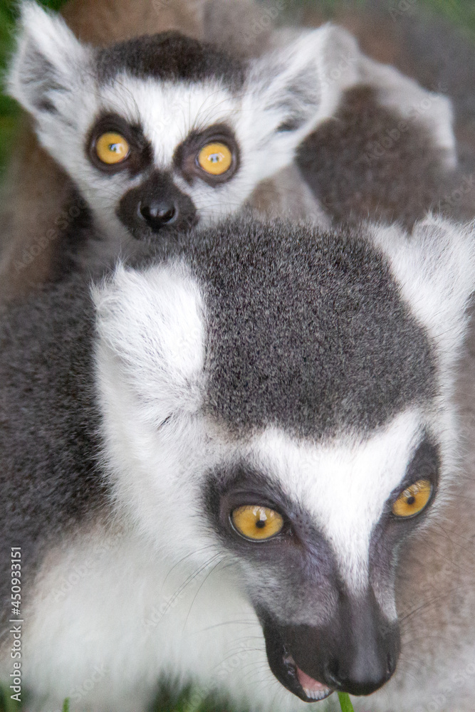 baby lemur on the back of his mother baby lemur on the back of his mother