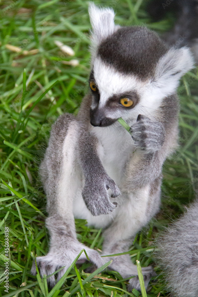 portrait of a baby lemur