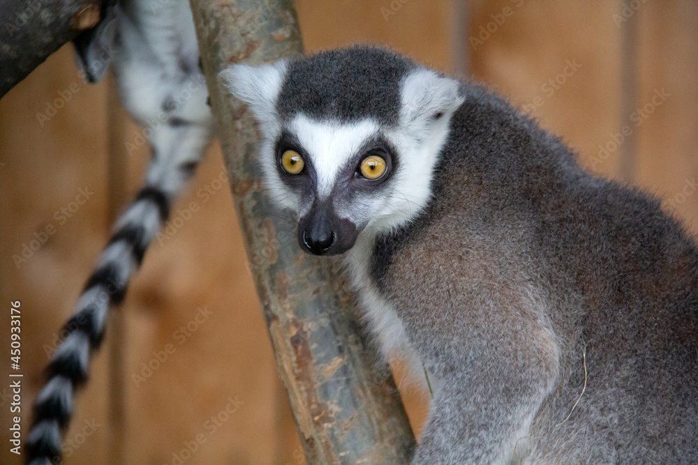 Obraz premium lemur on a tree