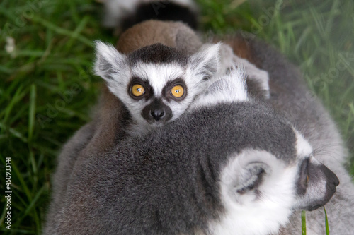 baby lemur on the back of his mother