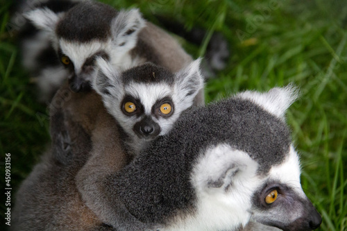 baby lemur on the back of his mother