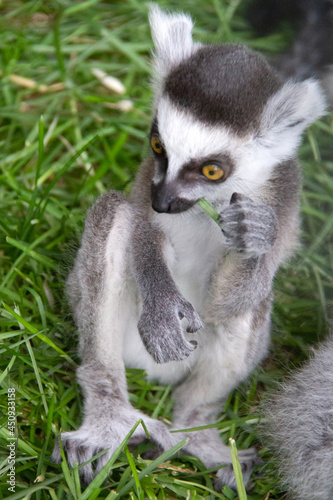 portrait of a baby lemur
