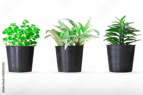 Green ornamental plants to stand on desk or living room to add freshness and relaxation green plants to decorate room to feeling of nature isolated on white background with clipping path