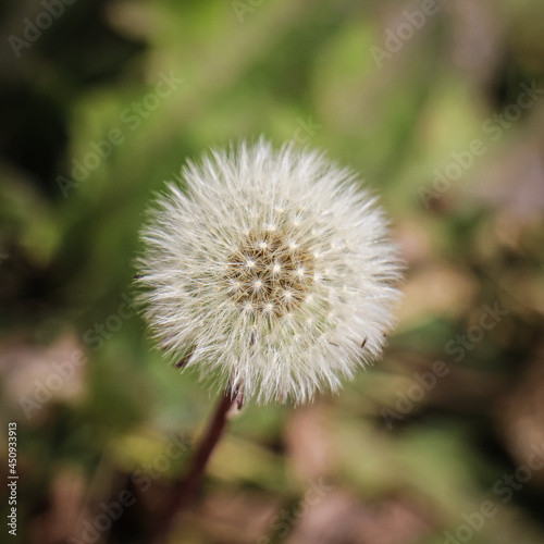 dandelion seed head