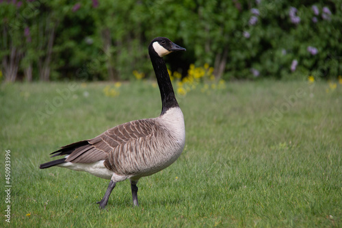 portrait of a Canada goose