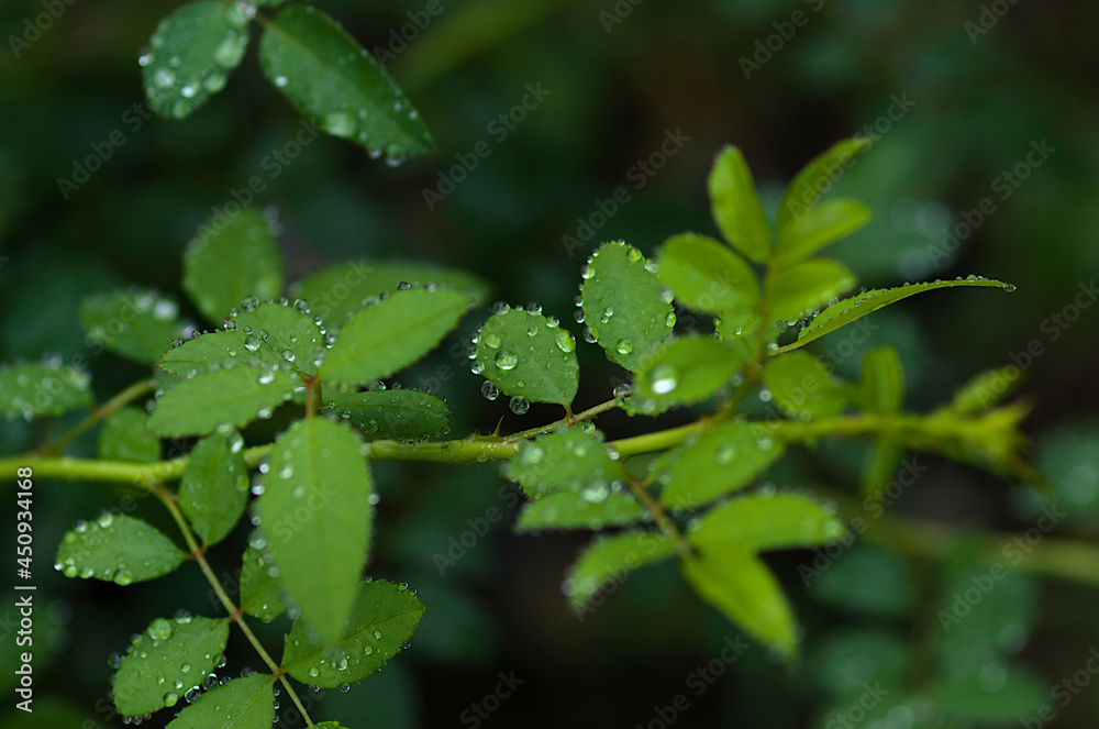 rain drops on a leaf rain drops on a leaf