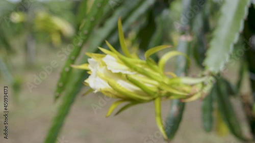 Wallpaper Mural Close up Yellow flower of Dragon fruit blooming with harvest in organic fruit farm. Torontodigital.ca