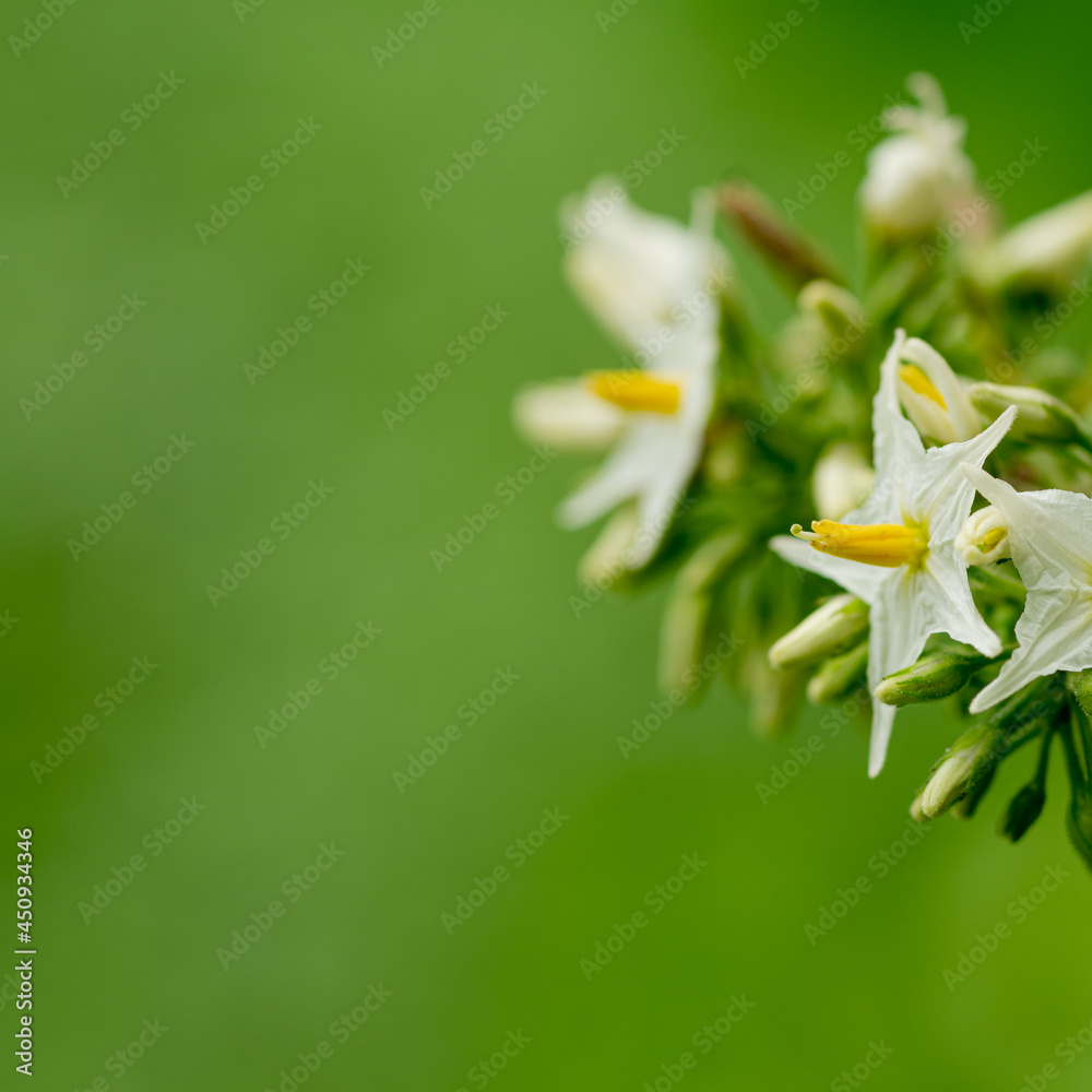 Obraz premium The eggplant flowers blooming. In Thailand it's popularly boiled and dipped in chili paste.