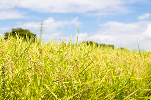 日本の収穫前の米の畑と夏の青空、稲穂
