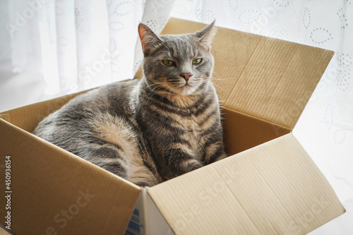 箱の中でくつろぐ猫、箱入り娘、箱入り息子