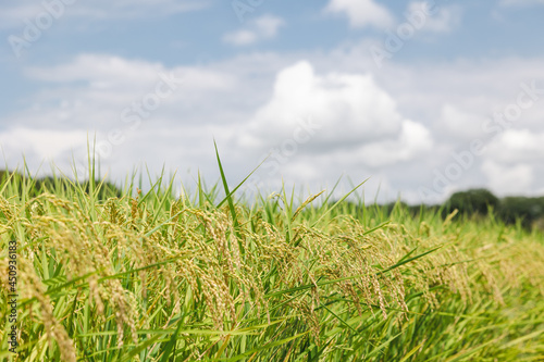 日本の収穫前の米の畑と夏の青空、稲穂