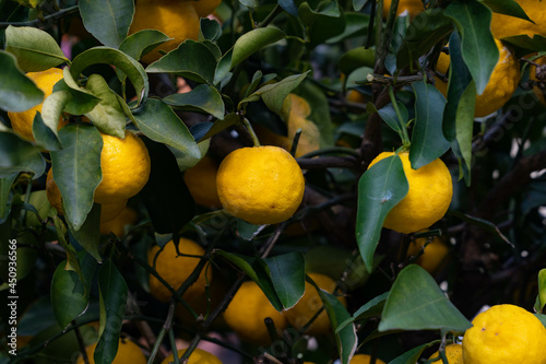 Trees bear a citrona small citrus fruit-Citrus junos- in Fukuoka city, JAPAN. We called Yuzu for fruit.