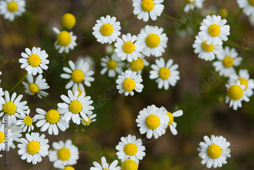 roman chamomile