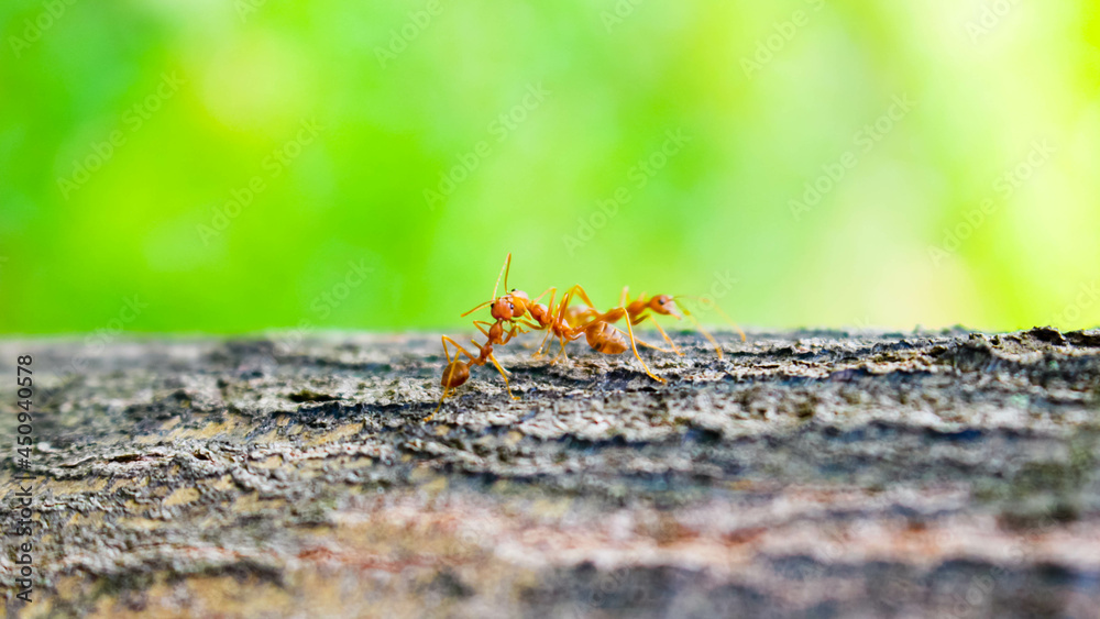 red ants are kissing on a tree, love triangle