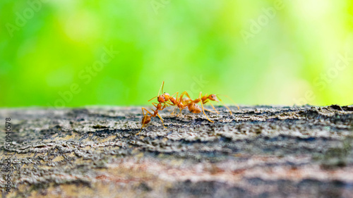 red ants are kissing on a tree, love triangle