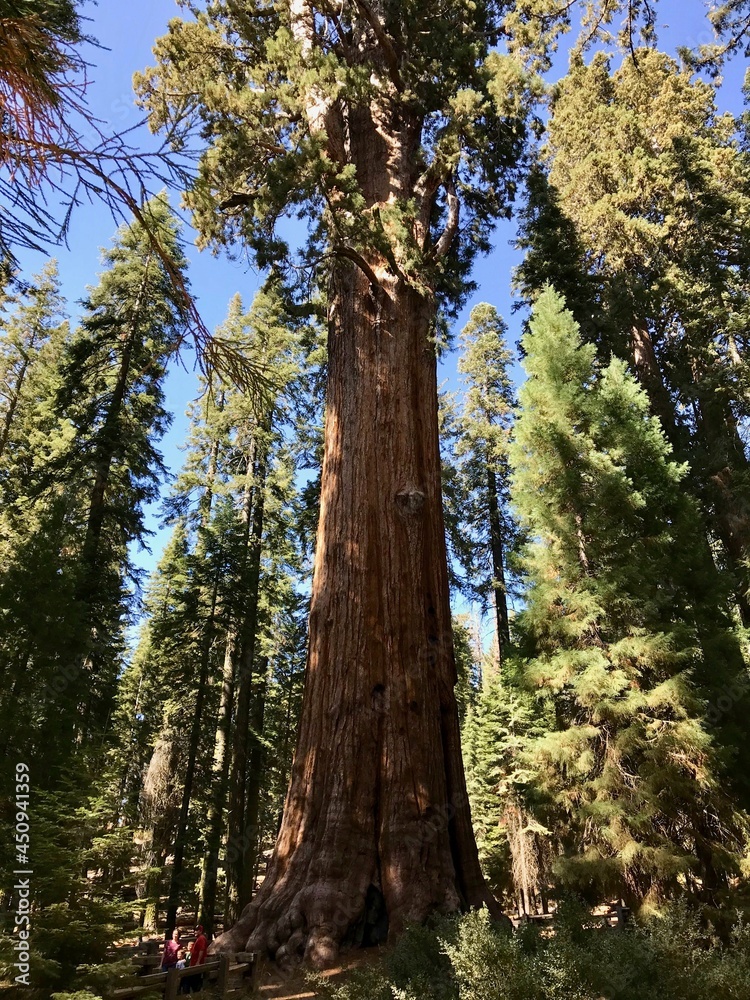 Fototapeta premium redwood tree