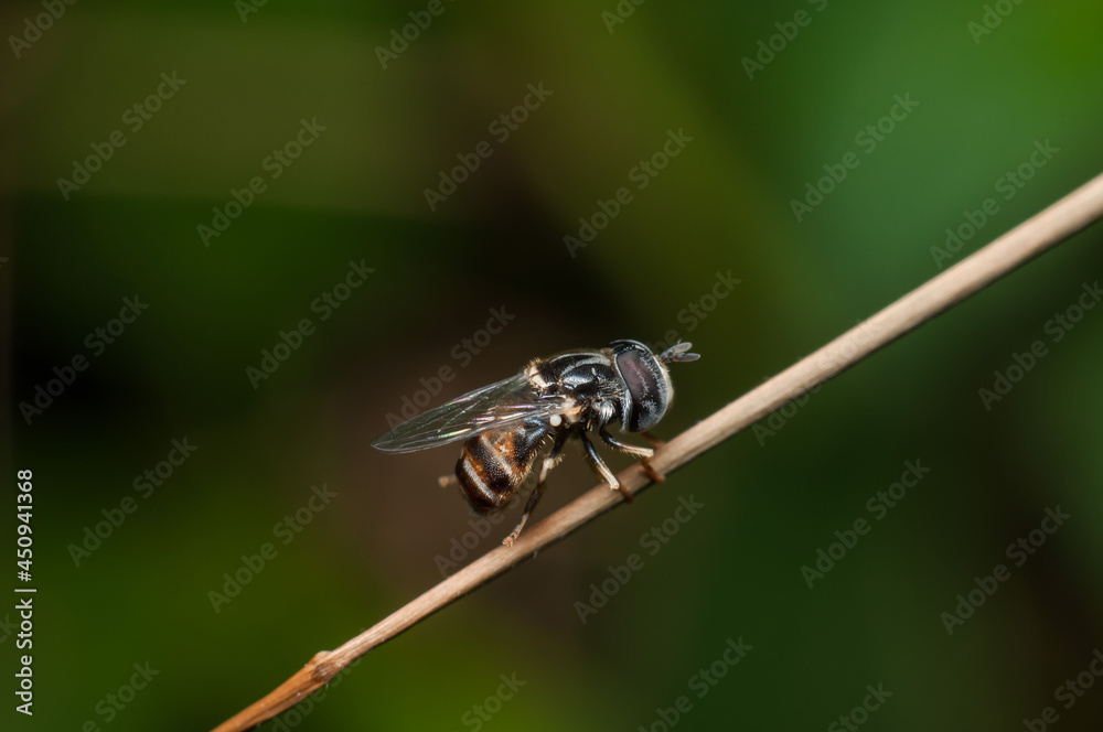 Tiny and small hoverfly resting on grass blade and twig. Miniature Hoverfly. Best time to photograph them is late evening or early morning hours. Tiny and small hoverfly resting on grass blade and twig. Miniature Hoverfly. Best time to photograph them is late evening or early morning hours.