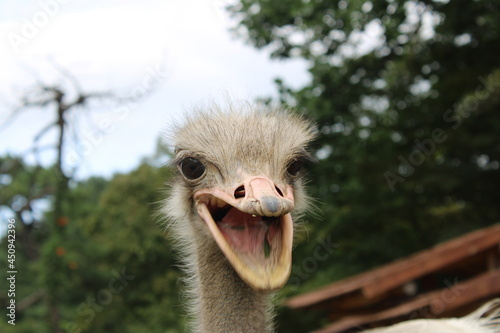 Ostrich close up with open mouth © Chiara Sakuwa