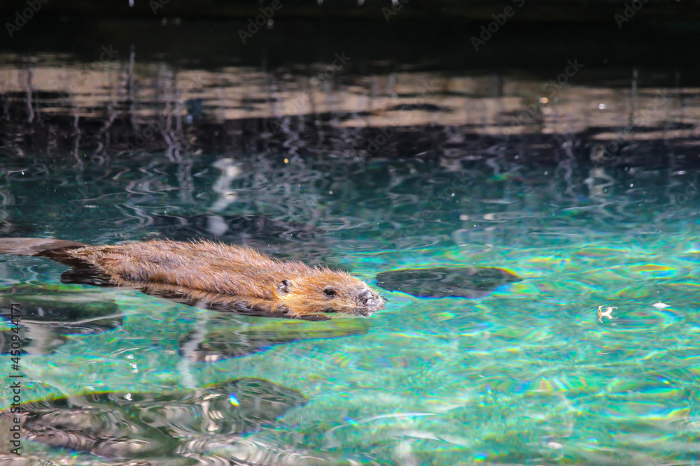 Beaver / Castor at the zoo, Biodome, Montreal, Quebec