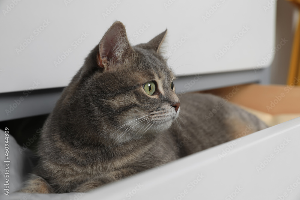 Beautiful grey tabby cat in drawer of dresser at home, closeup. Cute pet