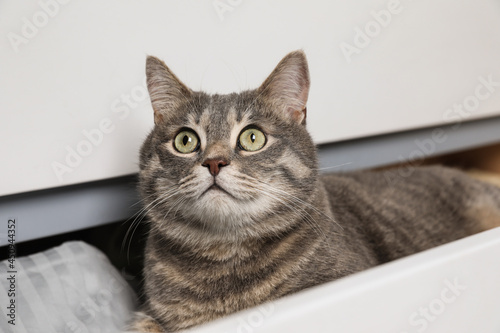 Beautiful grey tabby cat lying on clothes in drawer of dresser at home. Cute pet