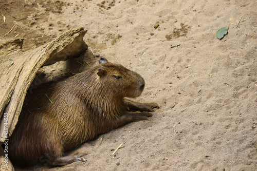 Cute capybara at the zoo, Biodome, Montreal, Quebec photo