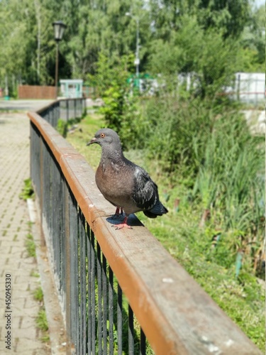 pigeons in the park