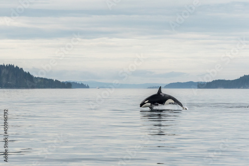 Jumping Transient Orca, hunting porpoises, Johnstone Strait, North Vancouver Island, Canada