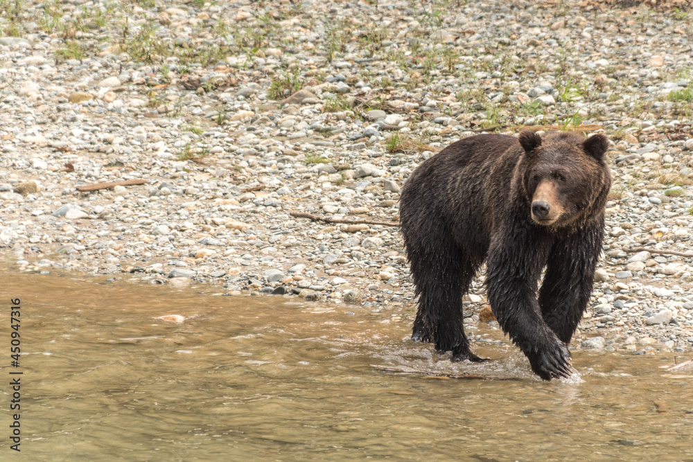 Fototapeta premium Grizzly Bear near Orford Bay in British Columbia, Canada
