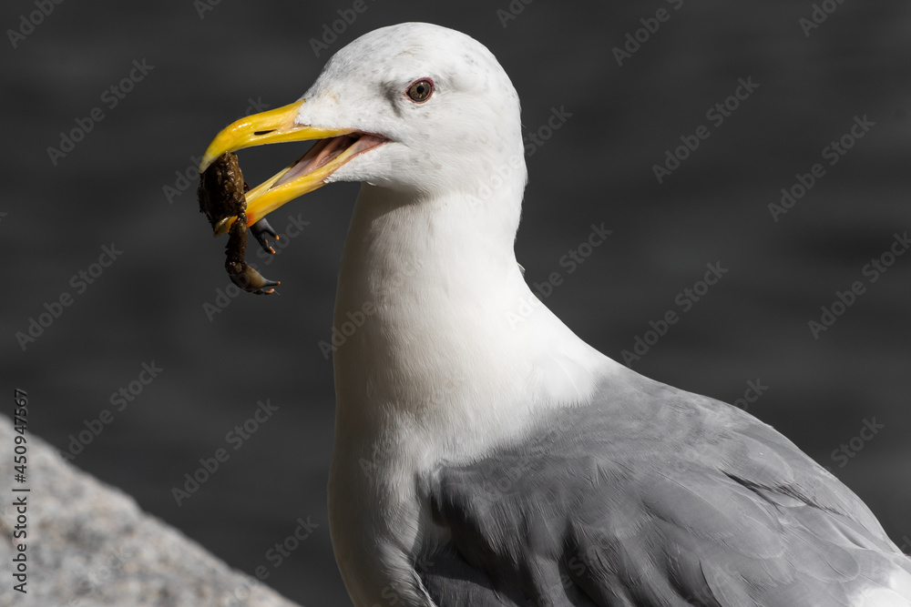 Western Gull (Larus occidentalis), eating a small crab, Vancouver, Canada Western Gull (Larus occidentalis), eating a small crab, Vancouver, Canada