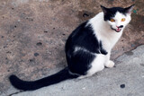 Bird eyes view , Cat sitting on the floor in public street. Stray domestic animal mammal outdoor