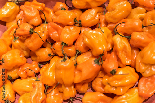 Spicy habanero chillies for sale at market