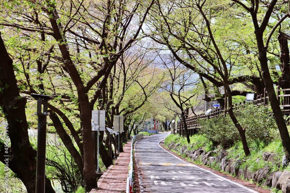 path in the park