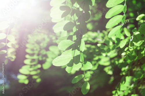 acacia leaves