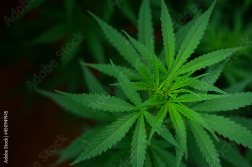 Cannabis leaf plant growing on a hemp farm  medical and biology concept