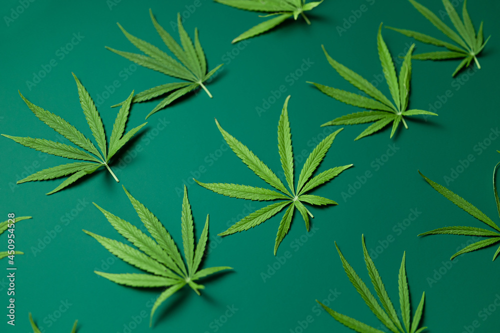 Creative pattern background made of green cannabis leaves. Top view. Nature medical concept