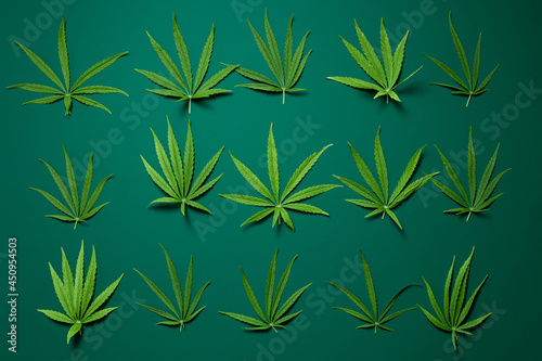 Creative pattern background made of green cannabis leaves. Top view. Nature medical concept