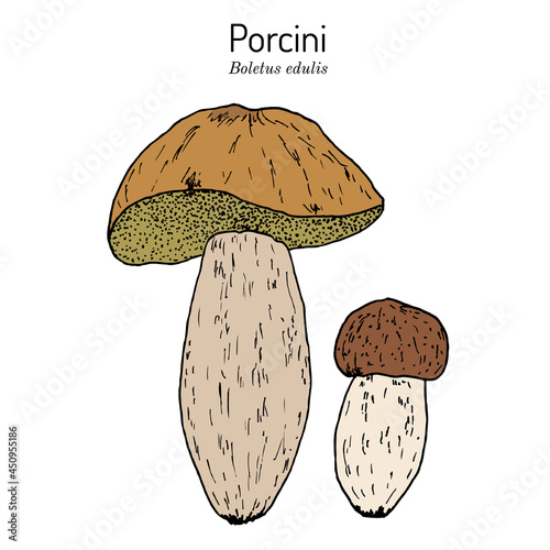 Mushrooms Squirrel bread vector