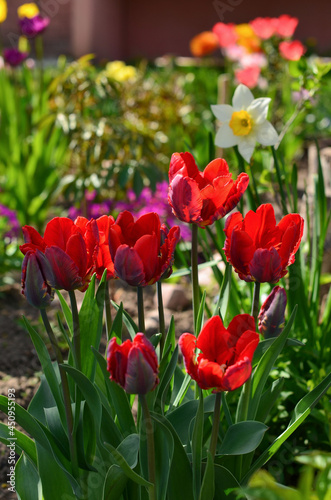 Red blooming tulips in the garden on a sunny day.