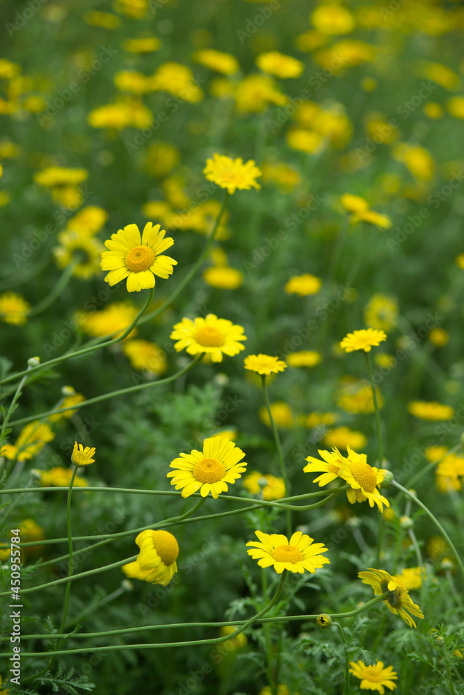 yellow chamomile on meadow yellow chamomile on meadow