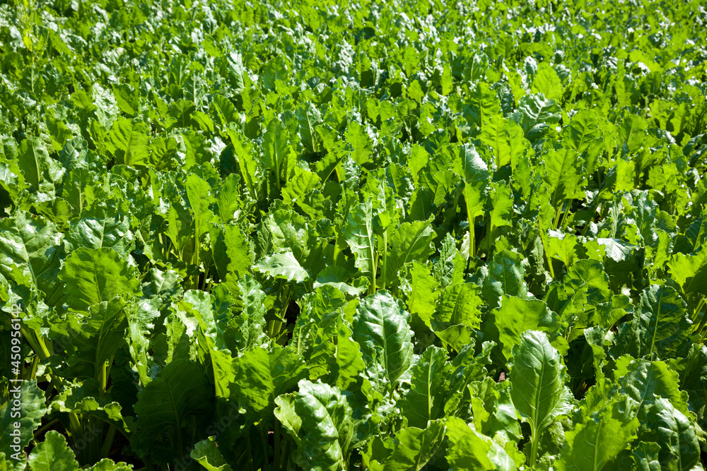 beet tops for sugar production