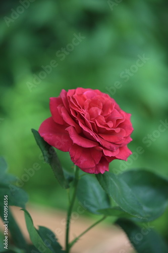 A beautiful garden red rose . High quality photo
