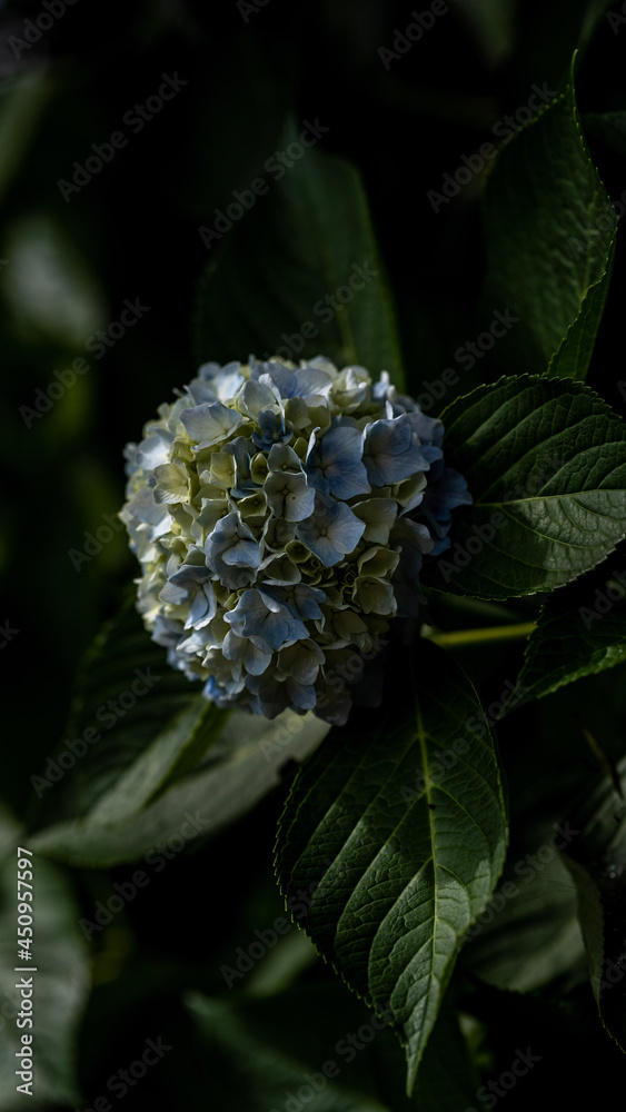 butterfly on a flower