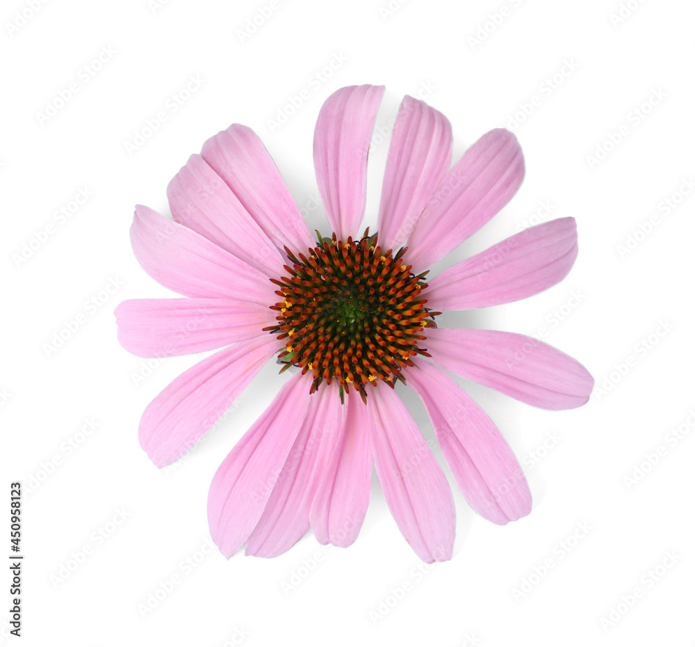 Obraz premium Beautiful blooming echinacea flower isolated on white, top view