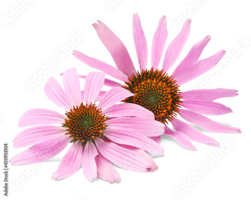 Beautiful blooming echinacea flowers on white background