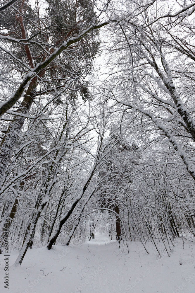 in the snow, deciduous trees in the winter season in the snow, deciduous trees in the winter season