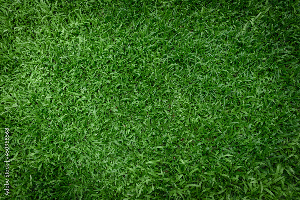 green grass background. green grass background.