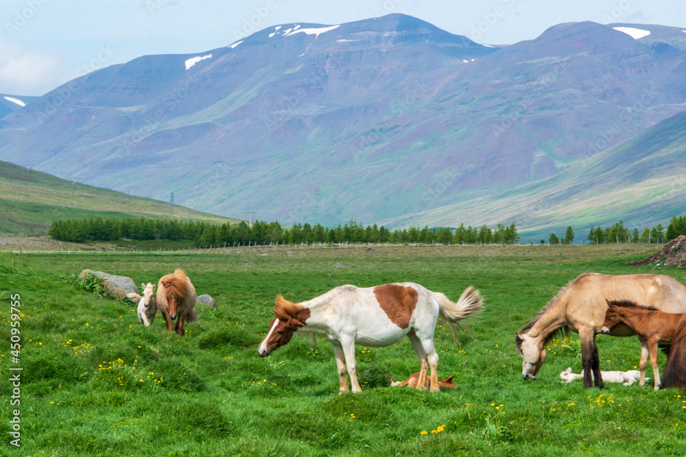 Islandpferde auf einer Weide im Norden von Island. Das Islandpony ist vielseitige und robuste Pferderasse
